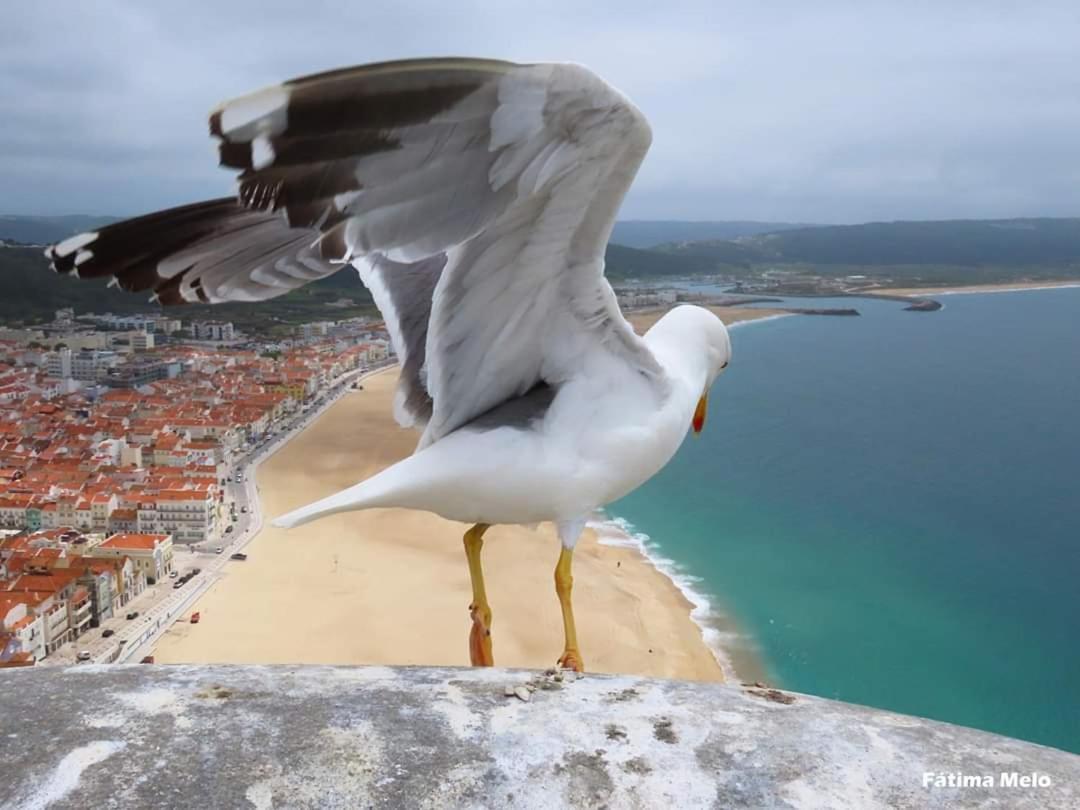 Lucas House Nazare